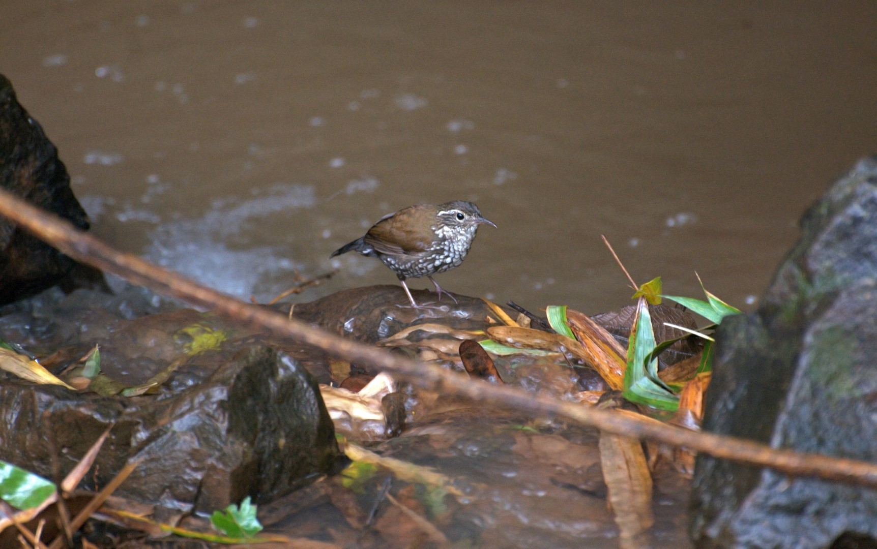 Sharp-tailed Streamcreeper