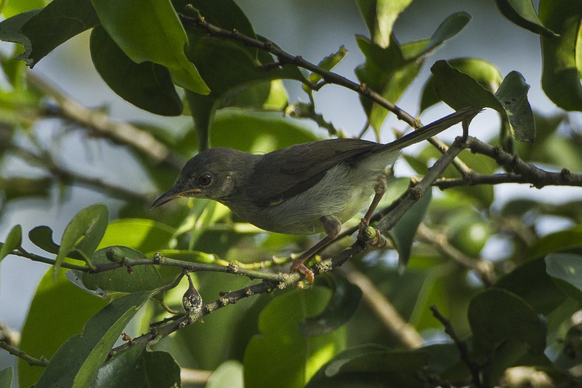 Sharpe's Apalis