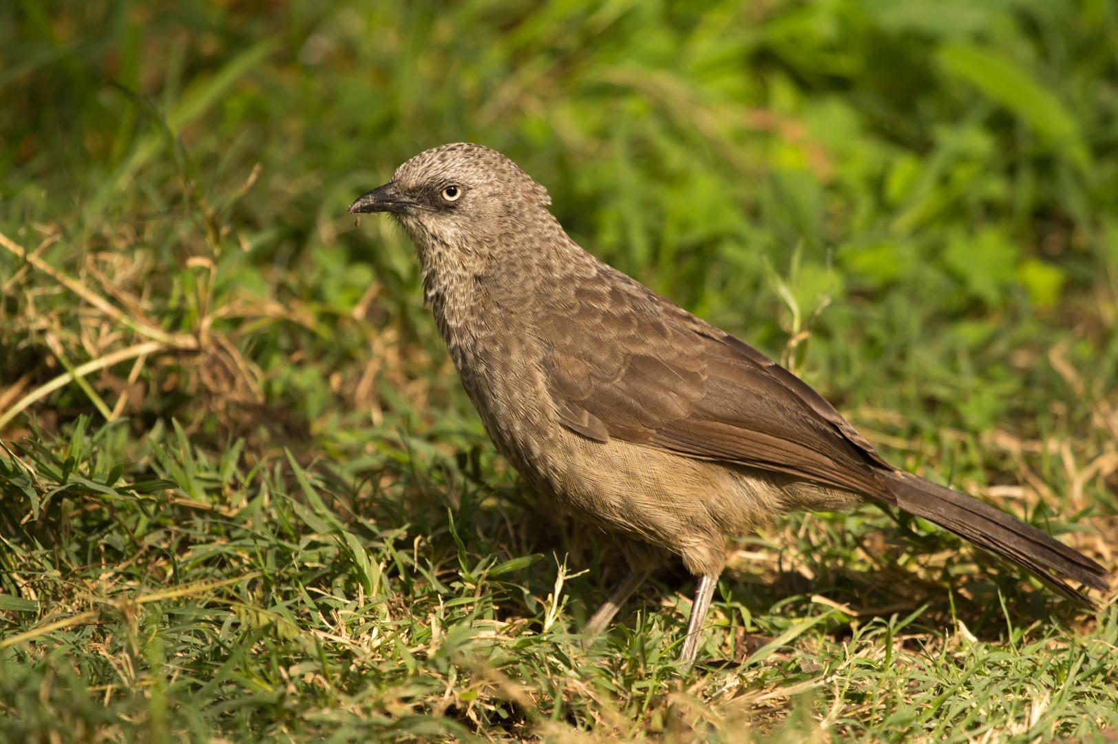 Sharpe's Pied Babbler