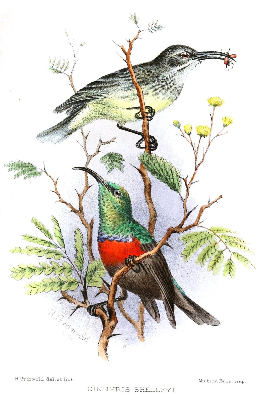 Shelley's Sunbird