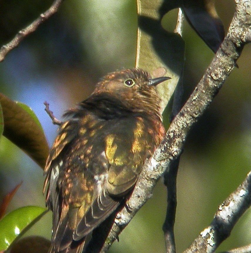Shining Bronze-Cuckoo