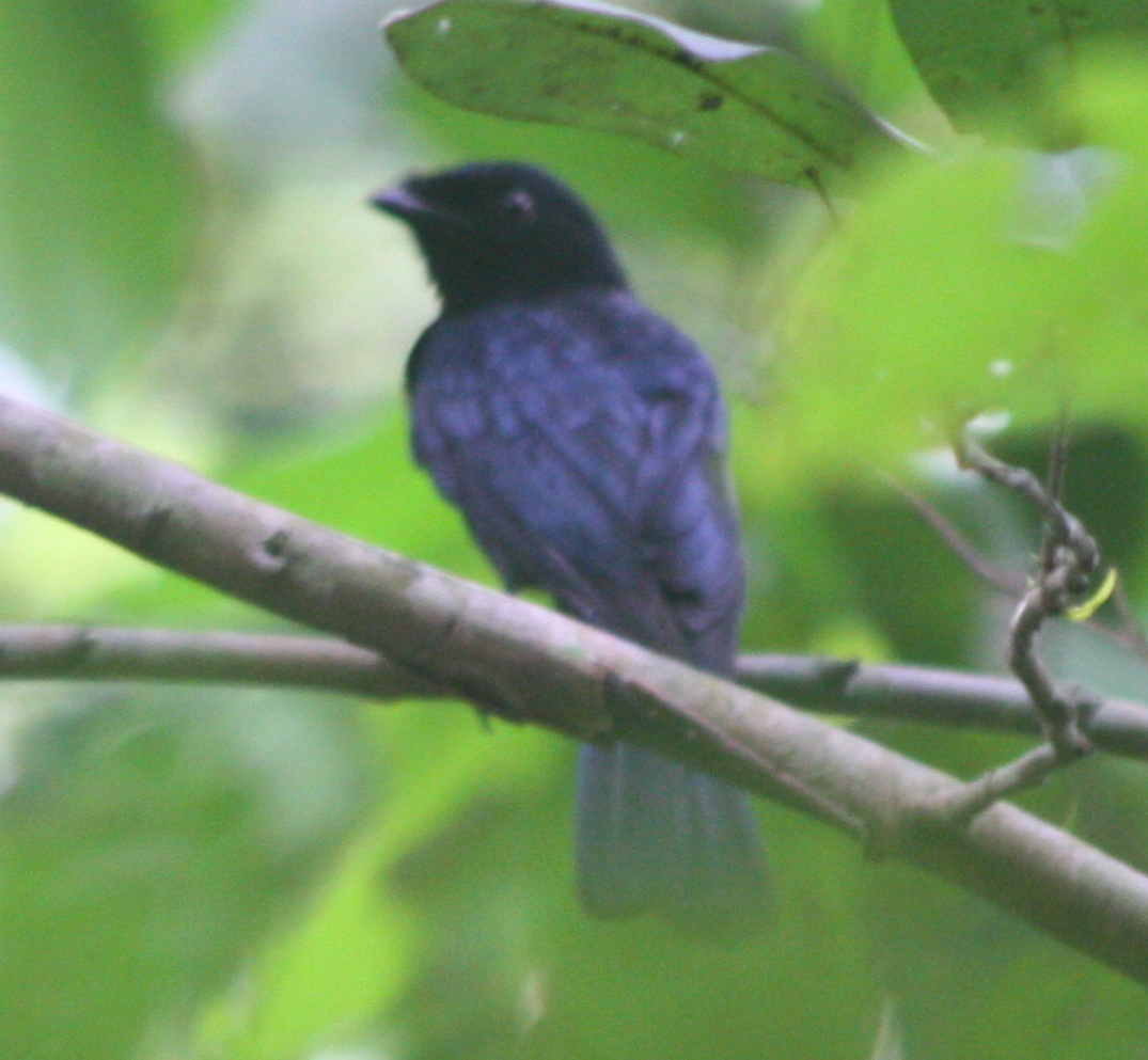 Shining Drongo