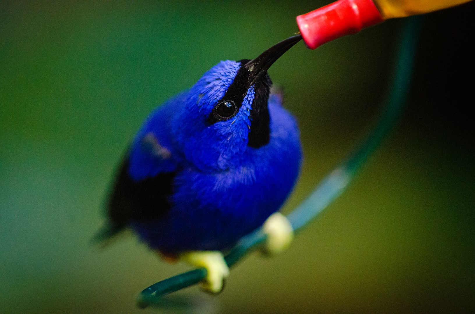 Shining Honeycreeper