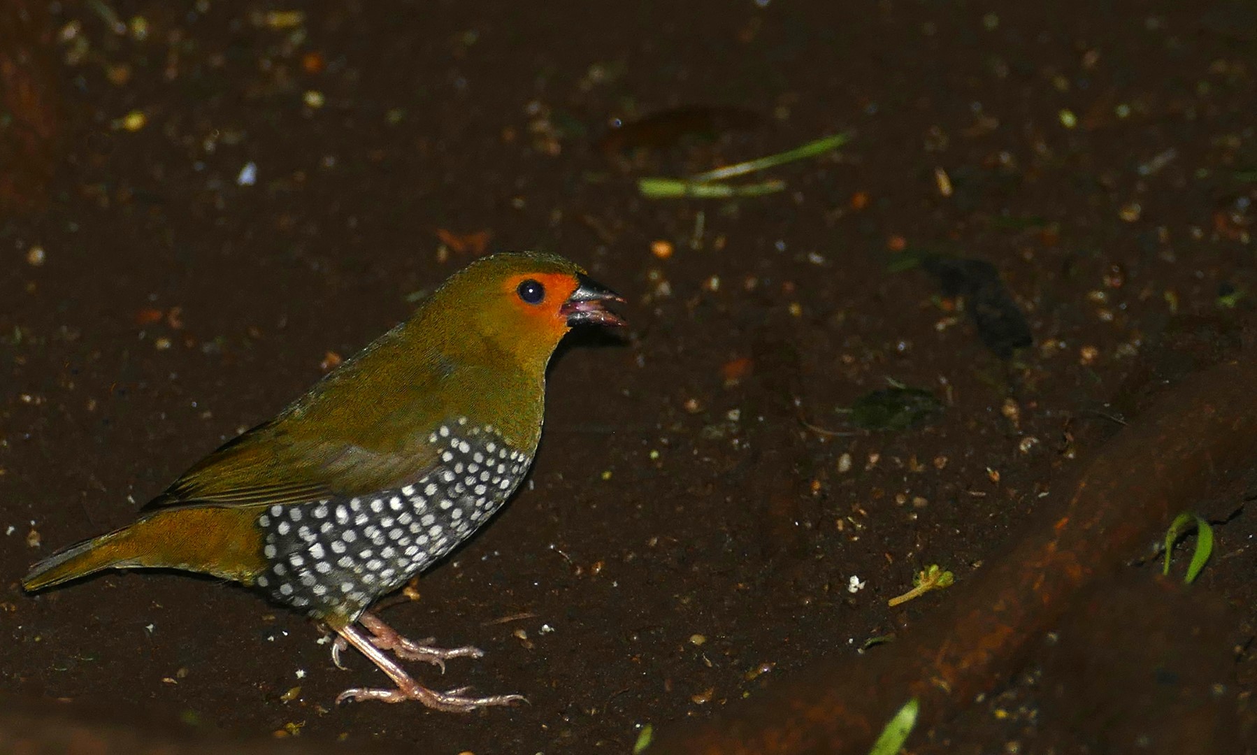 Shining Honeycreeper