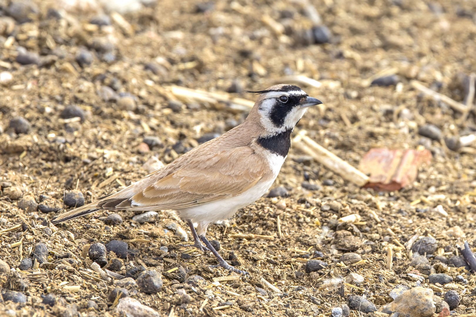 Shore Lark