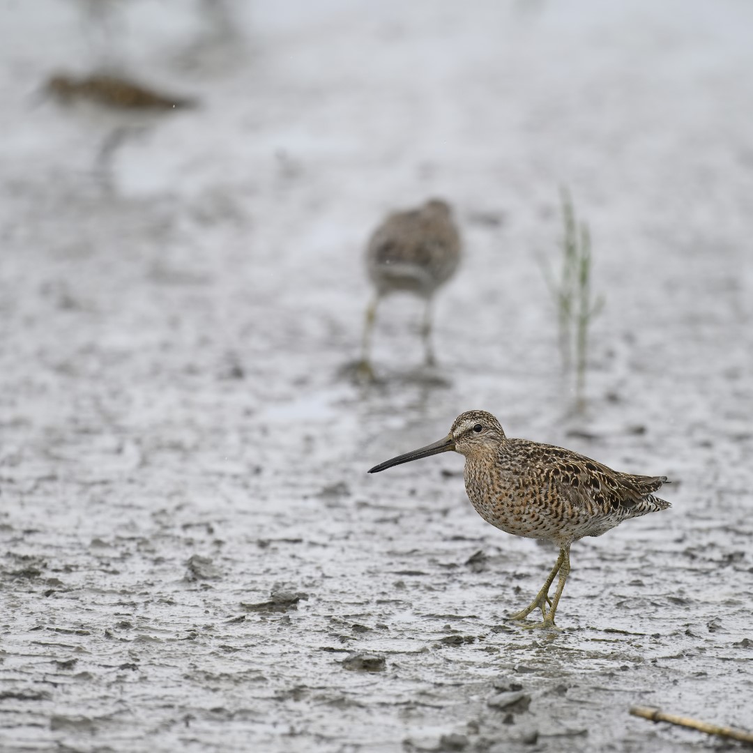 Short-billed Dowitcher