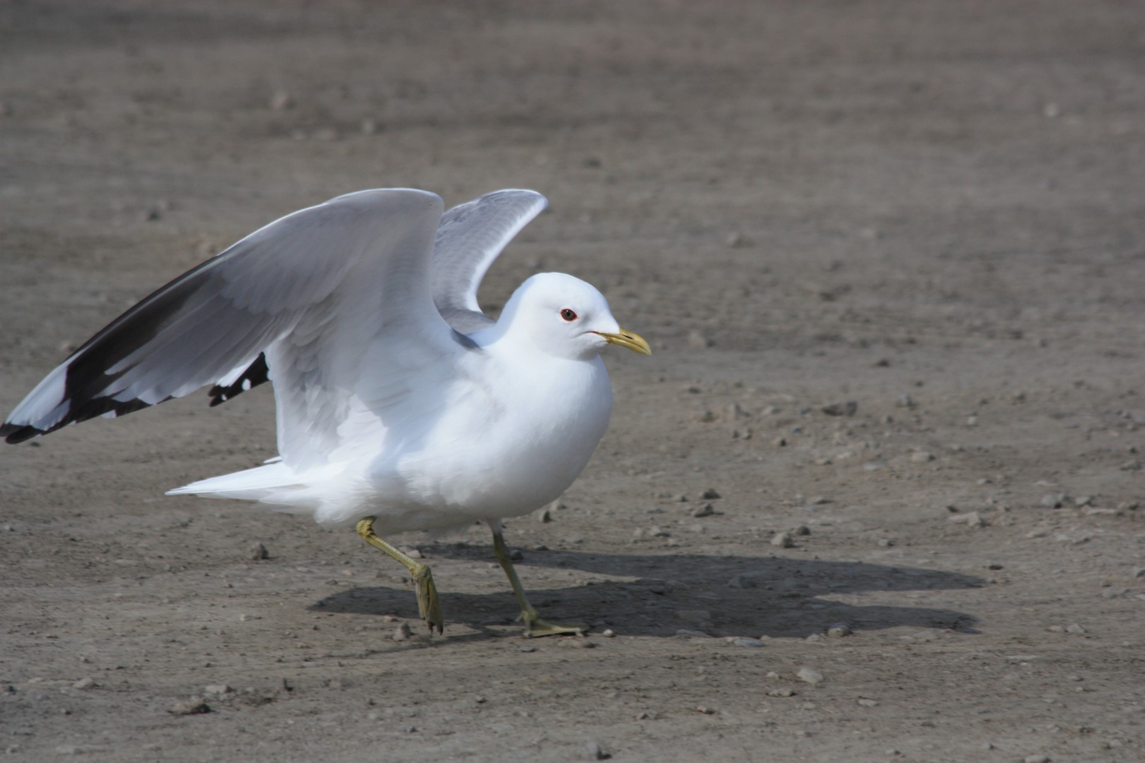 Short-billed Gull