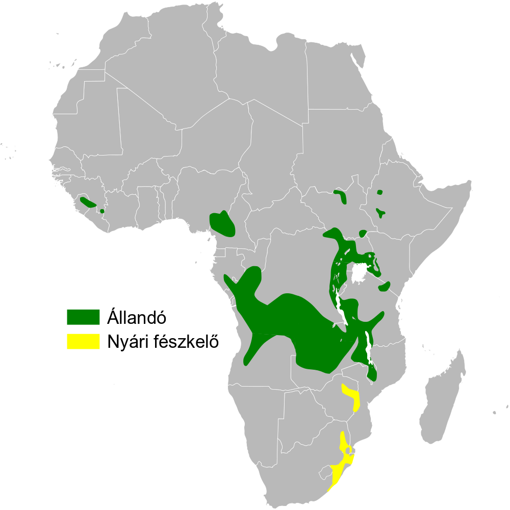 Short-billed Honeycreeper