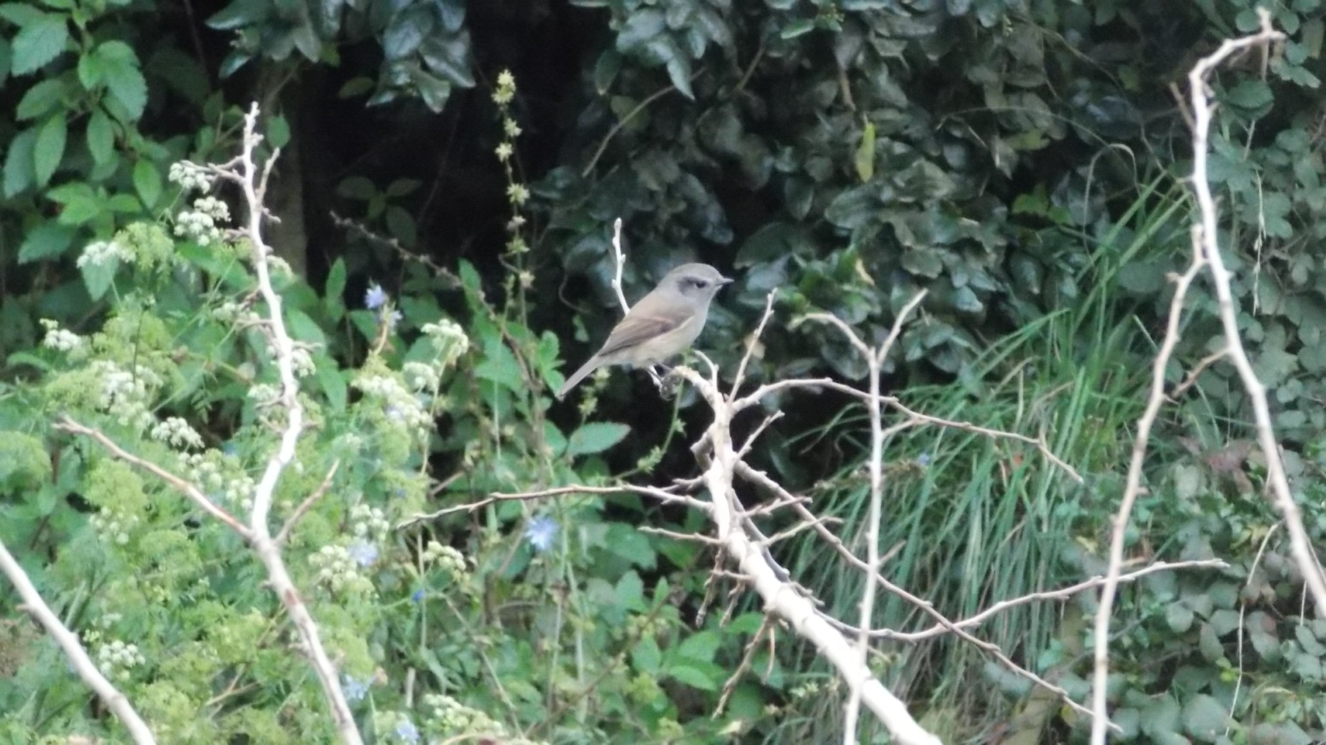 Short-billed Honeyeater