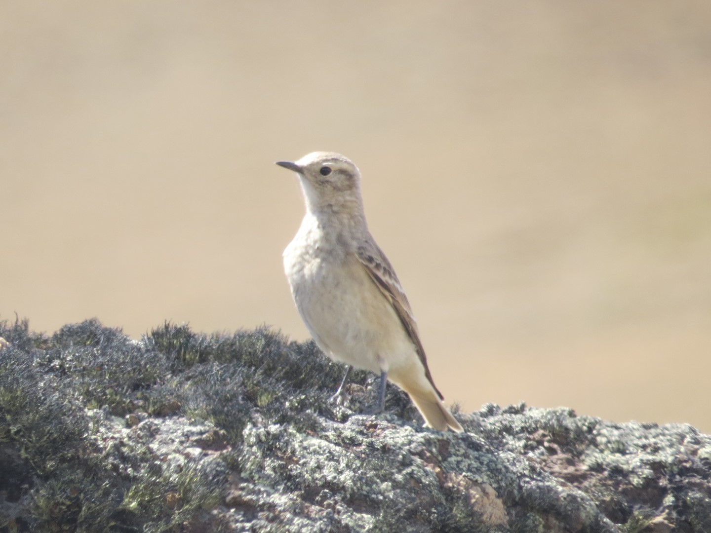 Short-billed Miner