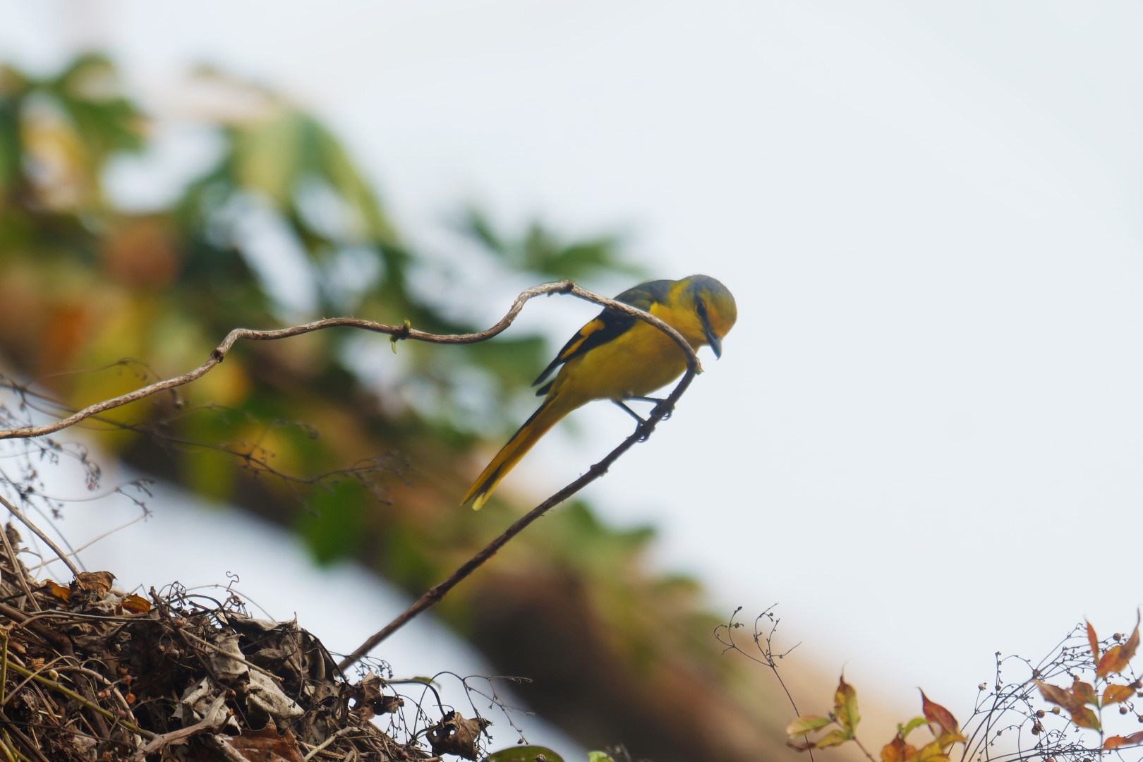 Short-billed Minivet