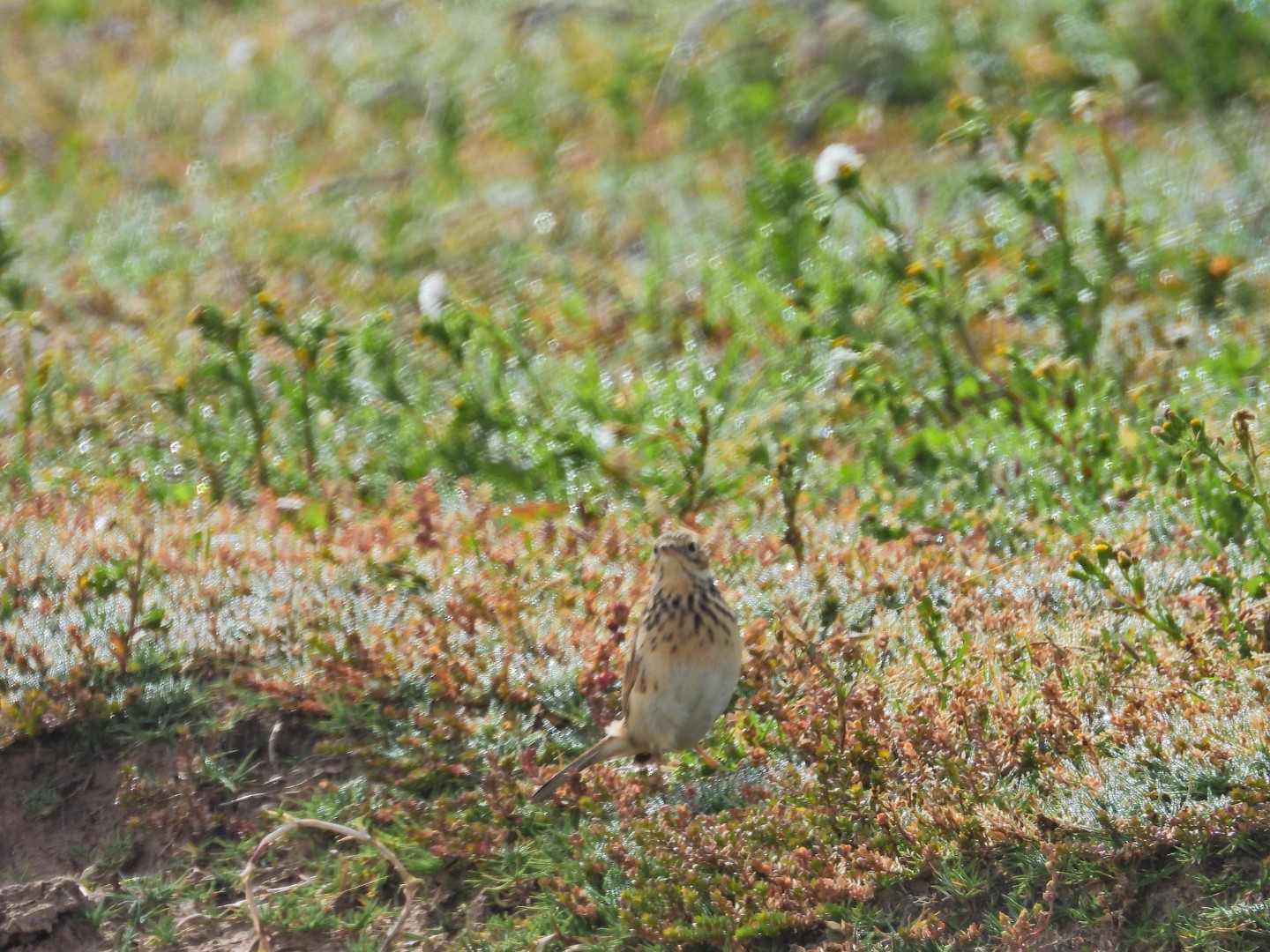 Short-billed Pipit