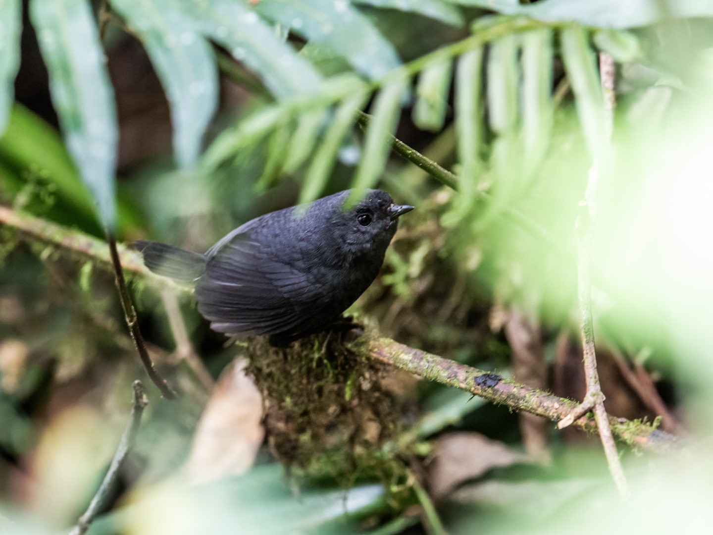 Short-billed Tapaculo
