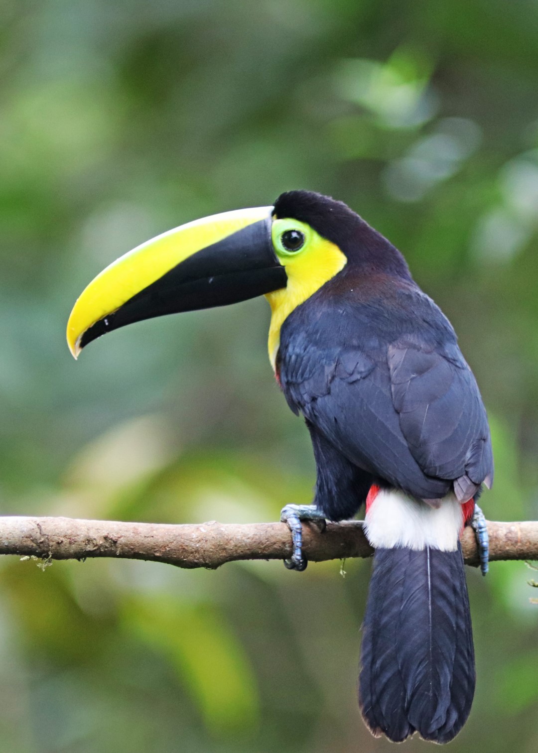 Short-billed Toucan