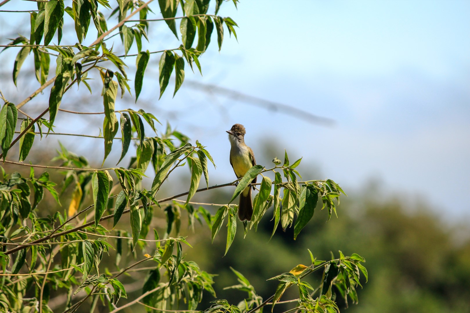 Short-crested Flycatcher