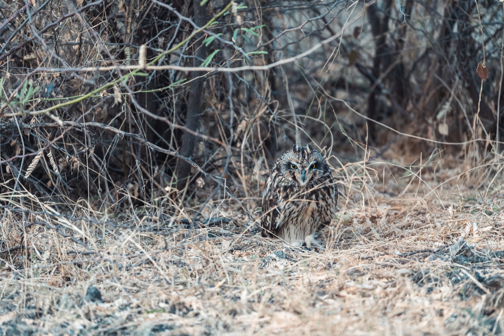Short-eared Owl