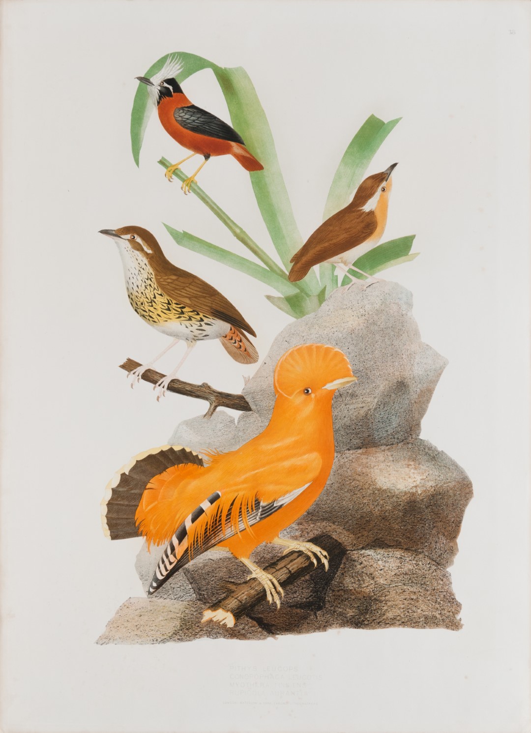 Short-tailed Antthrush