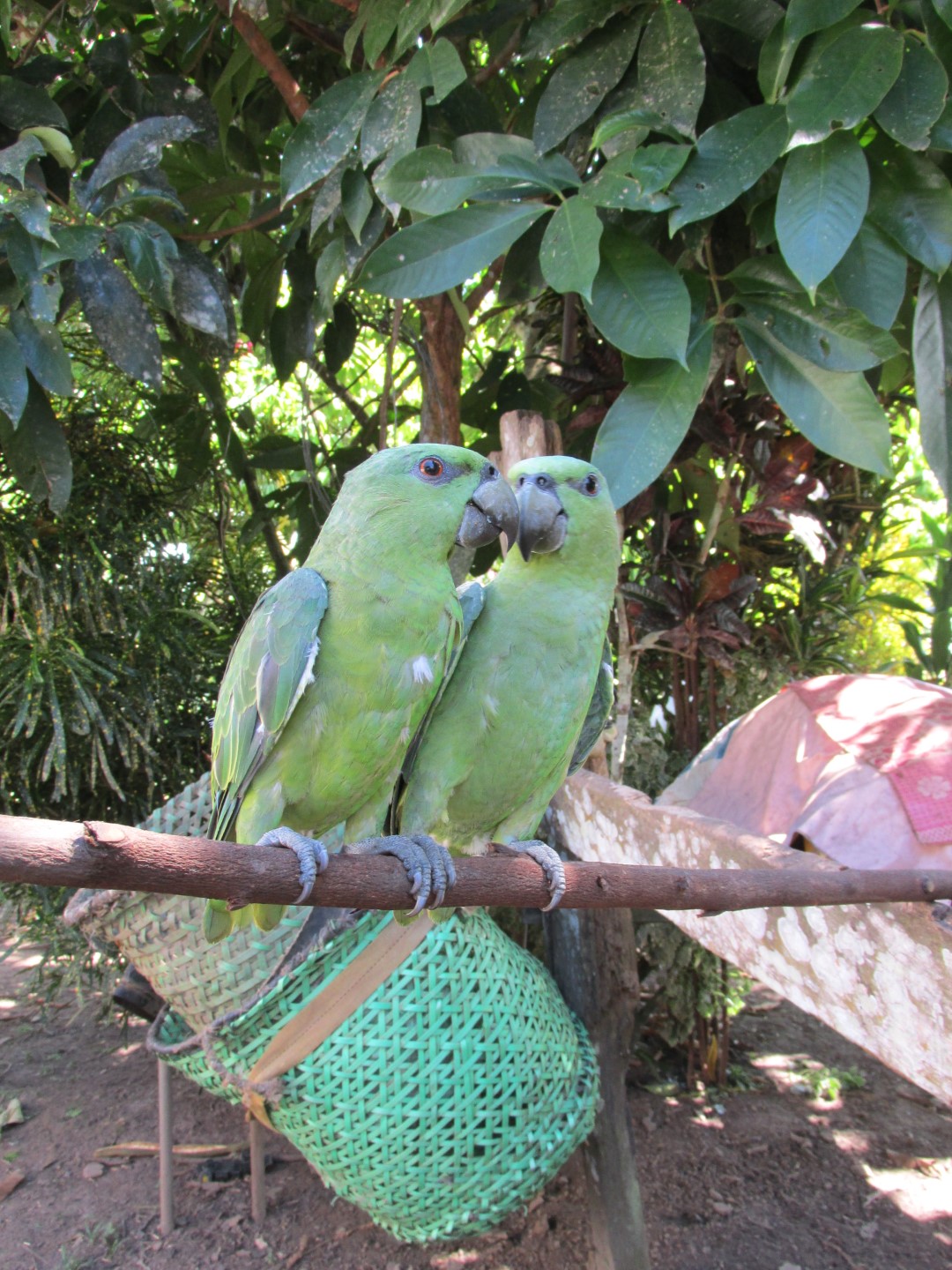 Short-tailed Black-Cockatoo