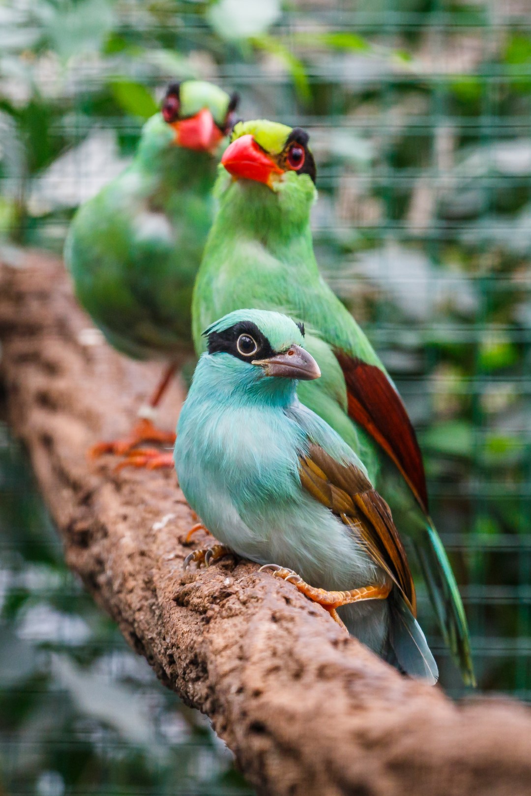 Short-tailed Green Magpie
