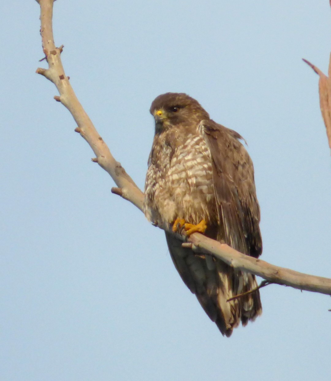 Short-tailed Hawk