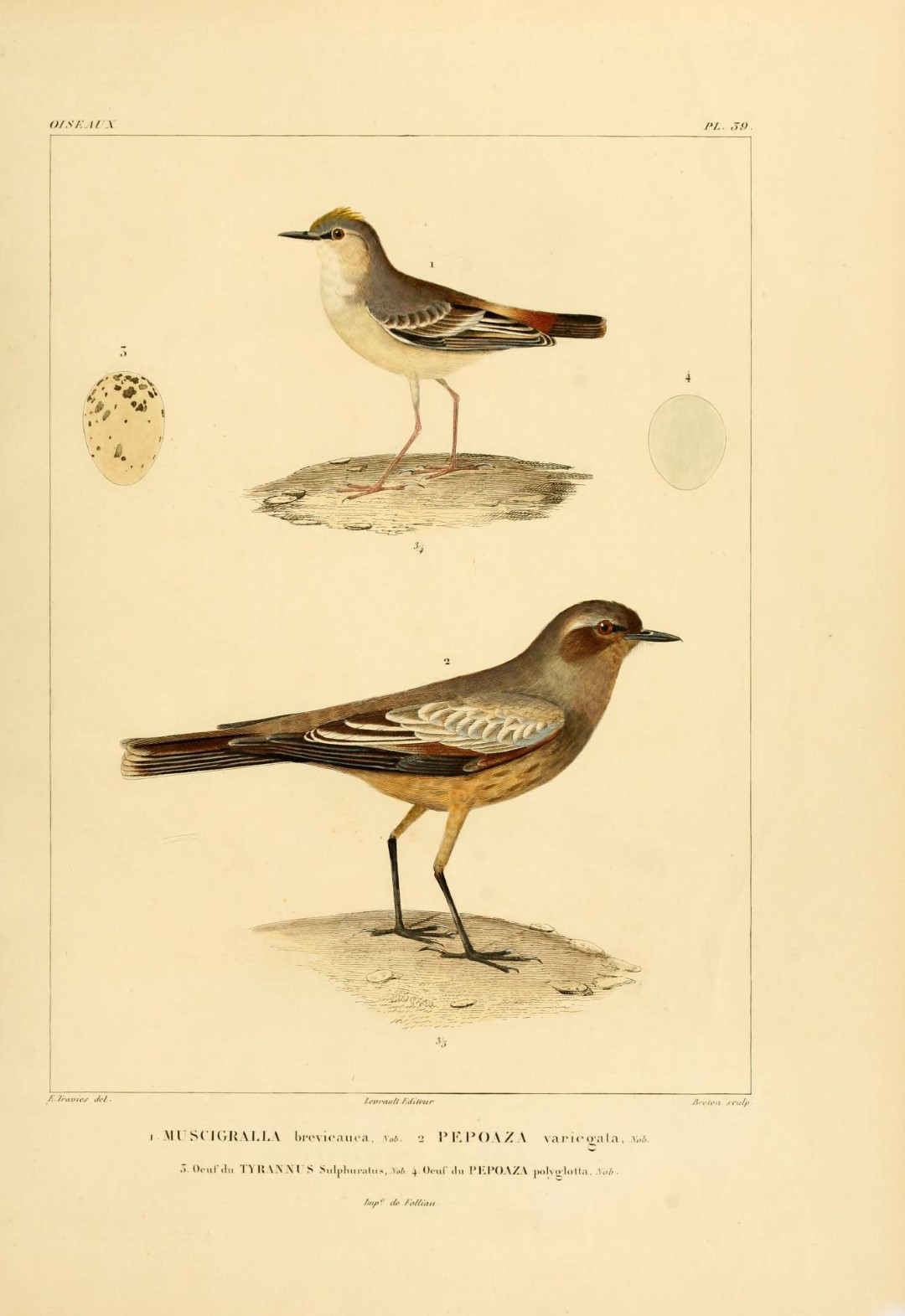 Short-tailed Honeycreeper