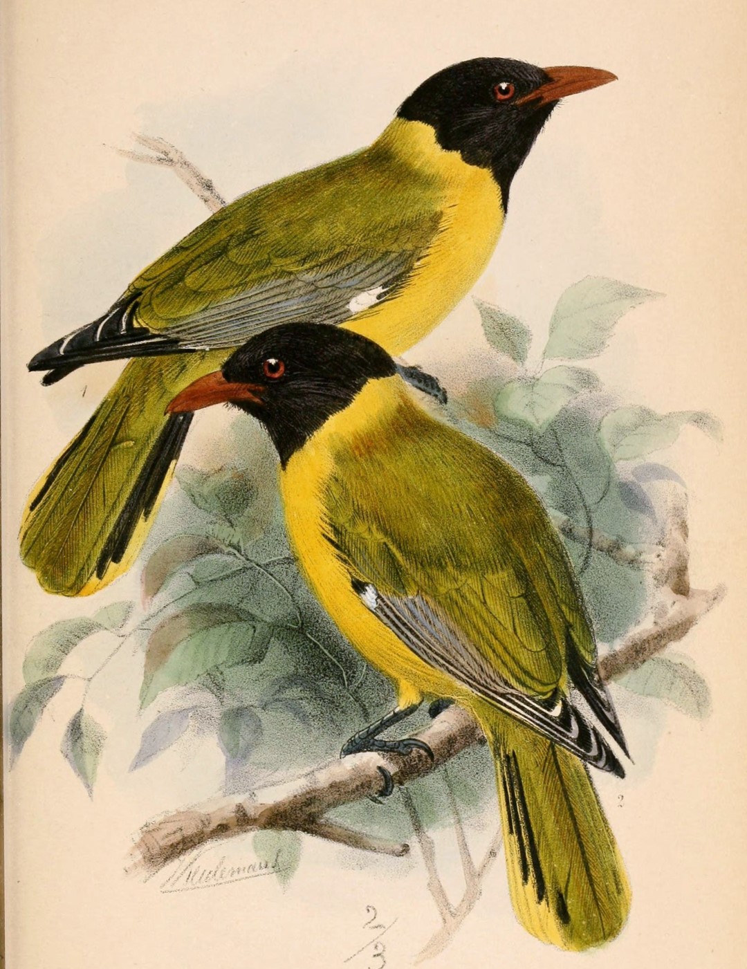 Short-tailed Oriole