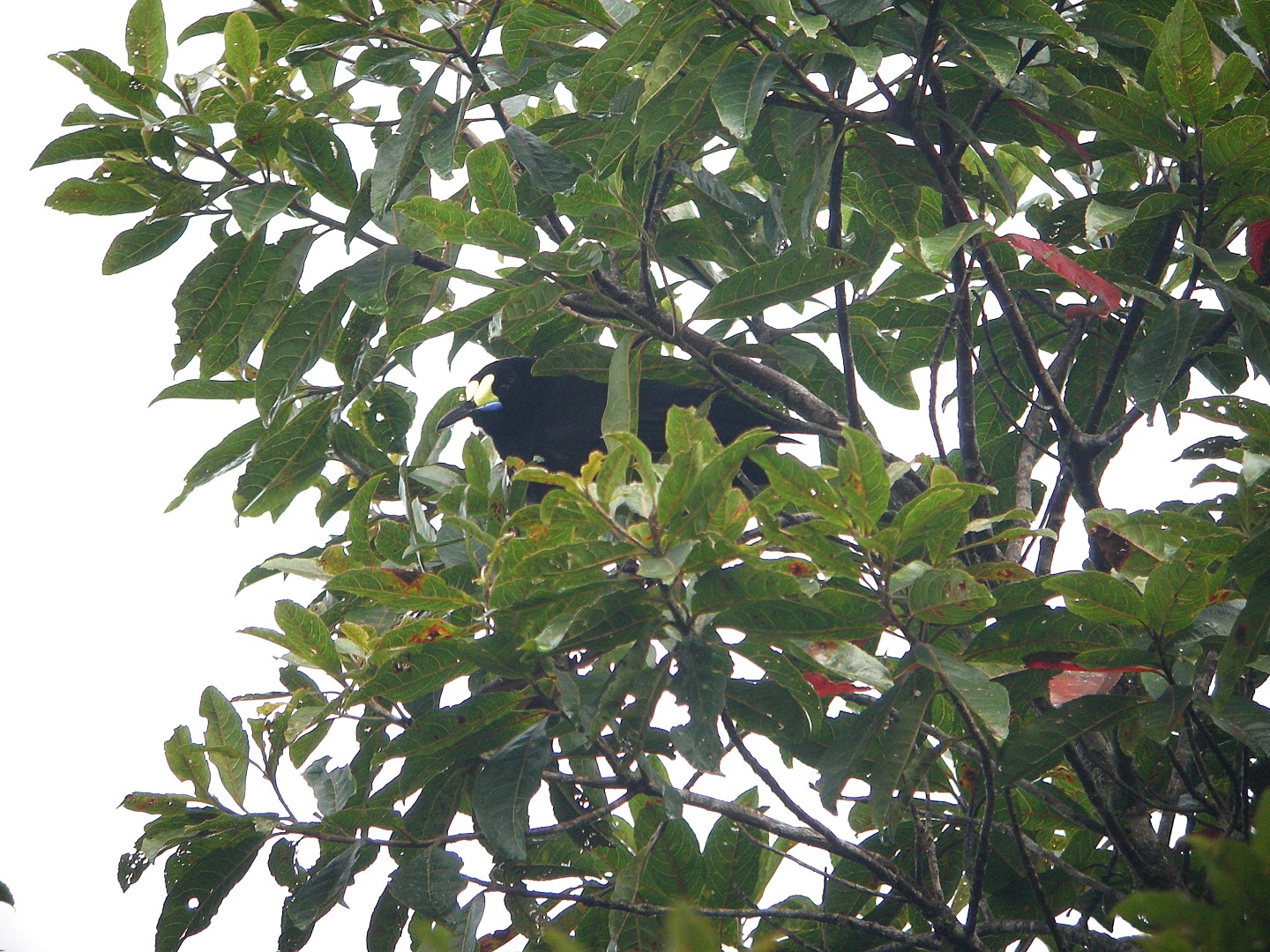 Short-tailed Paradigalla