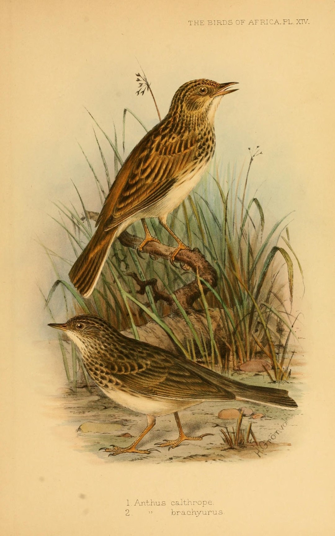 Short-tailed Pipit