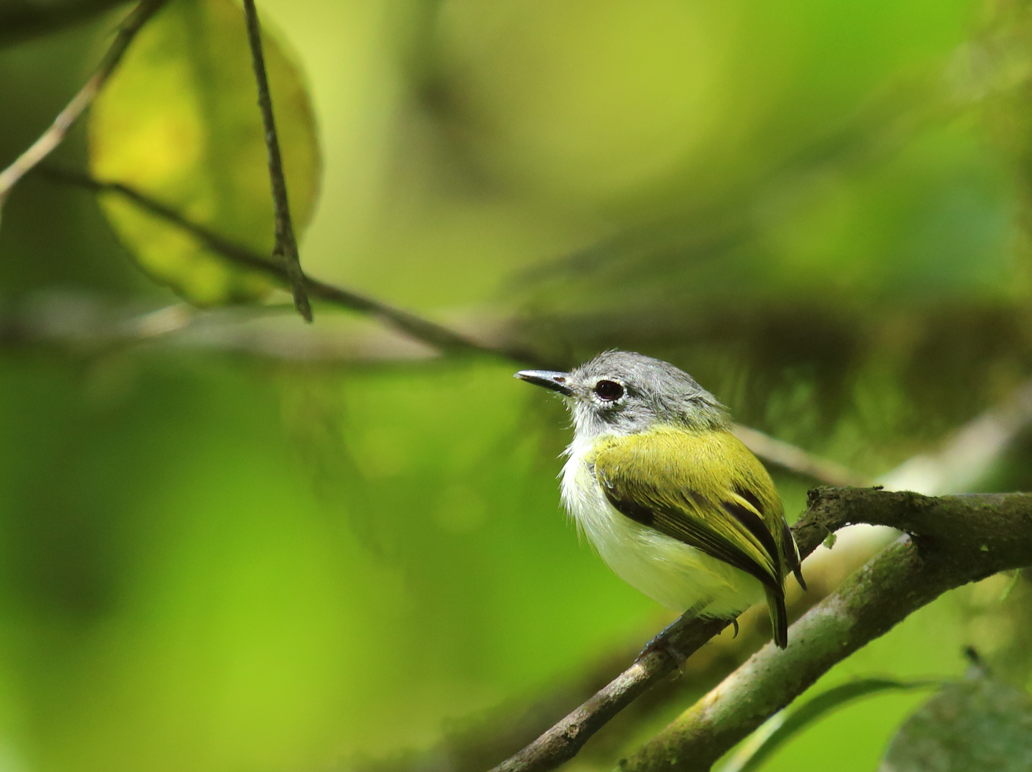 Short-tailed Pygmy Tyrant