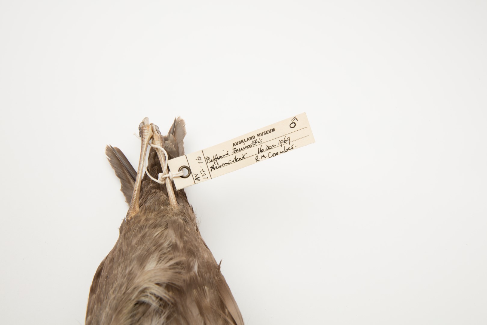 Short-tailed Shearwater