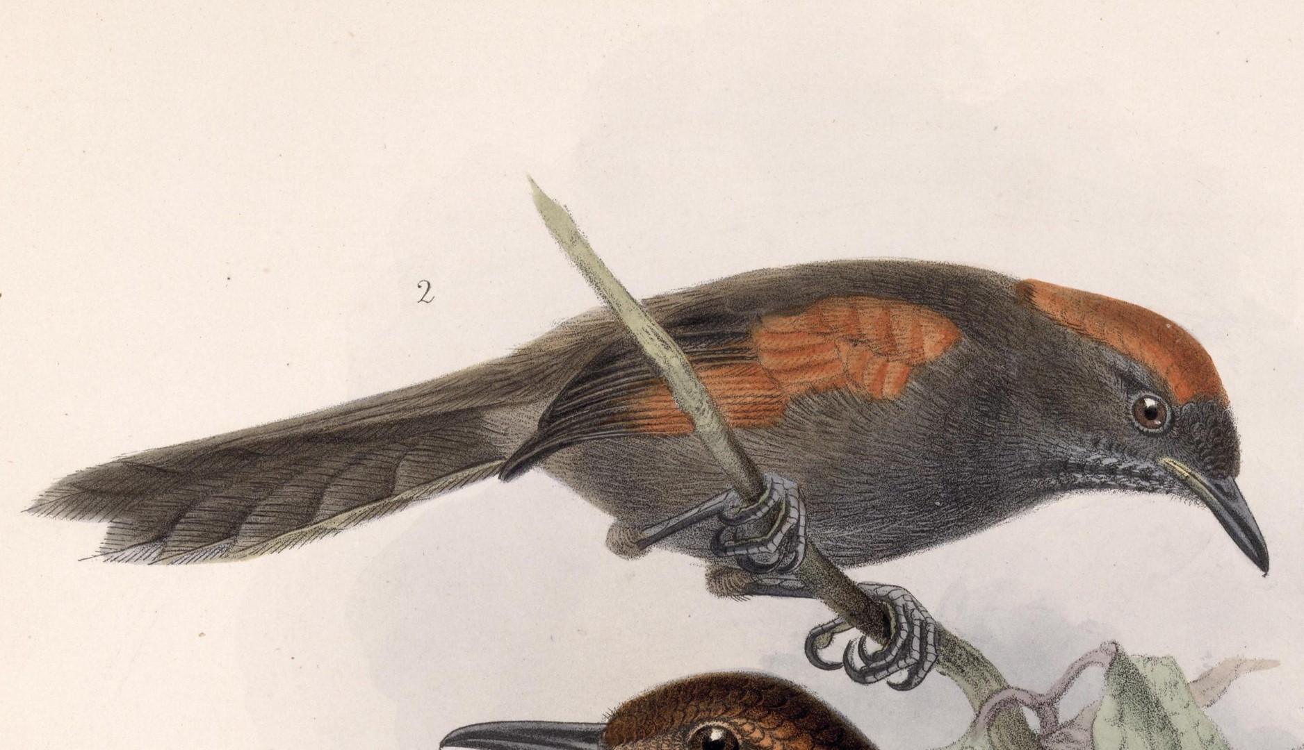 Short-tailed Spinetail