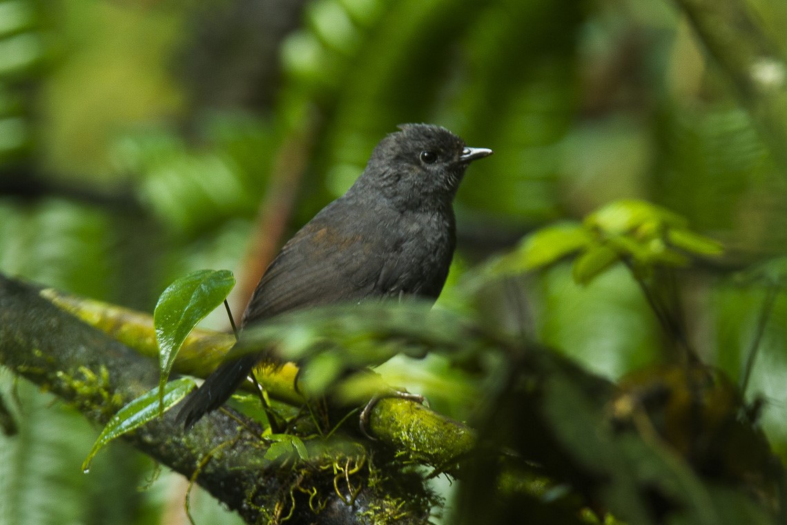 Short-tailed Tapaculo