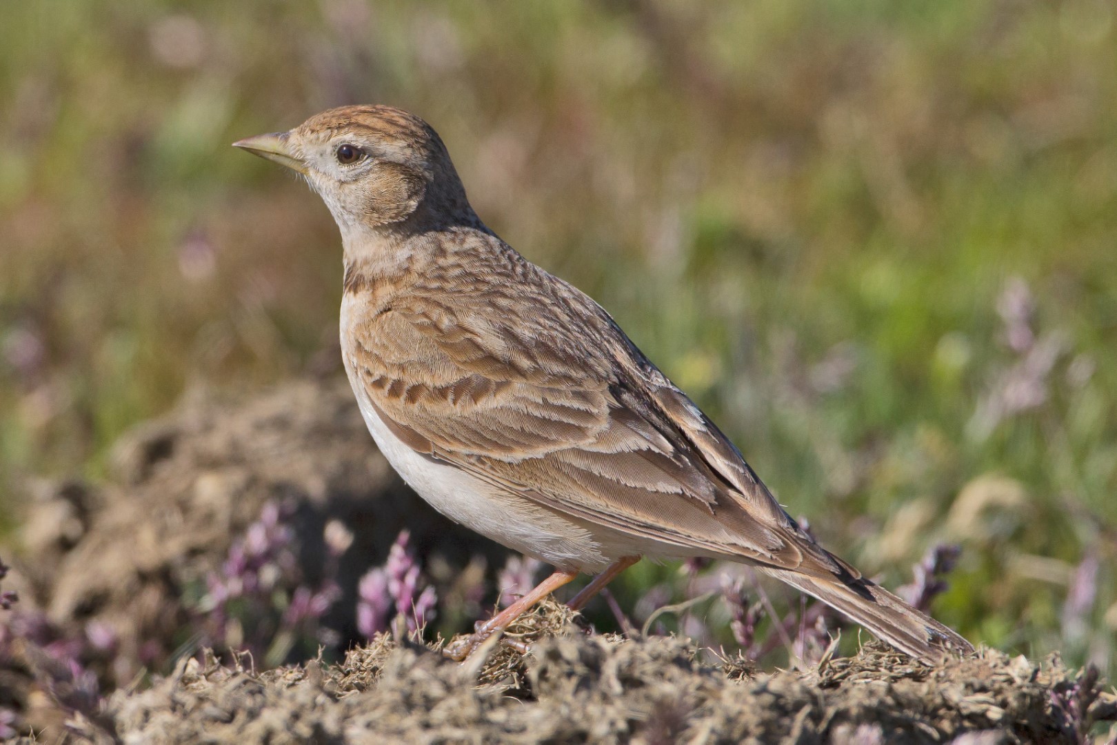 Short-toed Lark