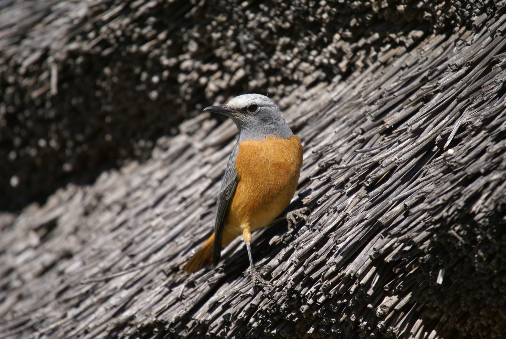Short-toed rock thrush