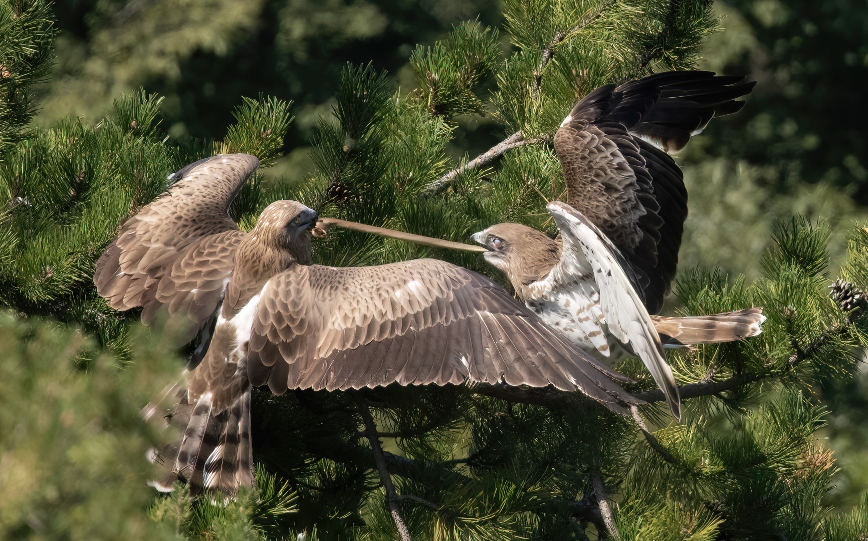 Short-toed Snake Eagle