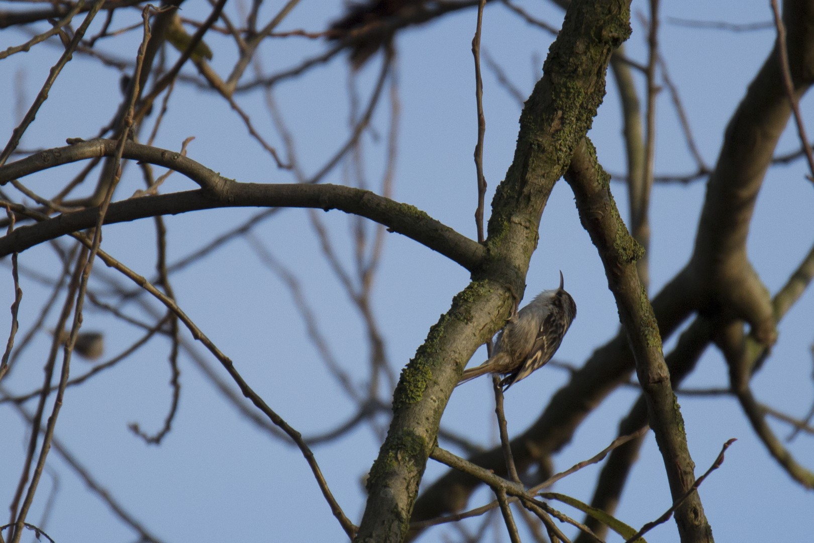Short-toed Treecreeper