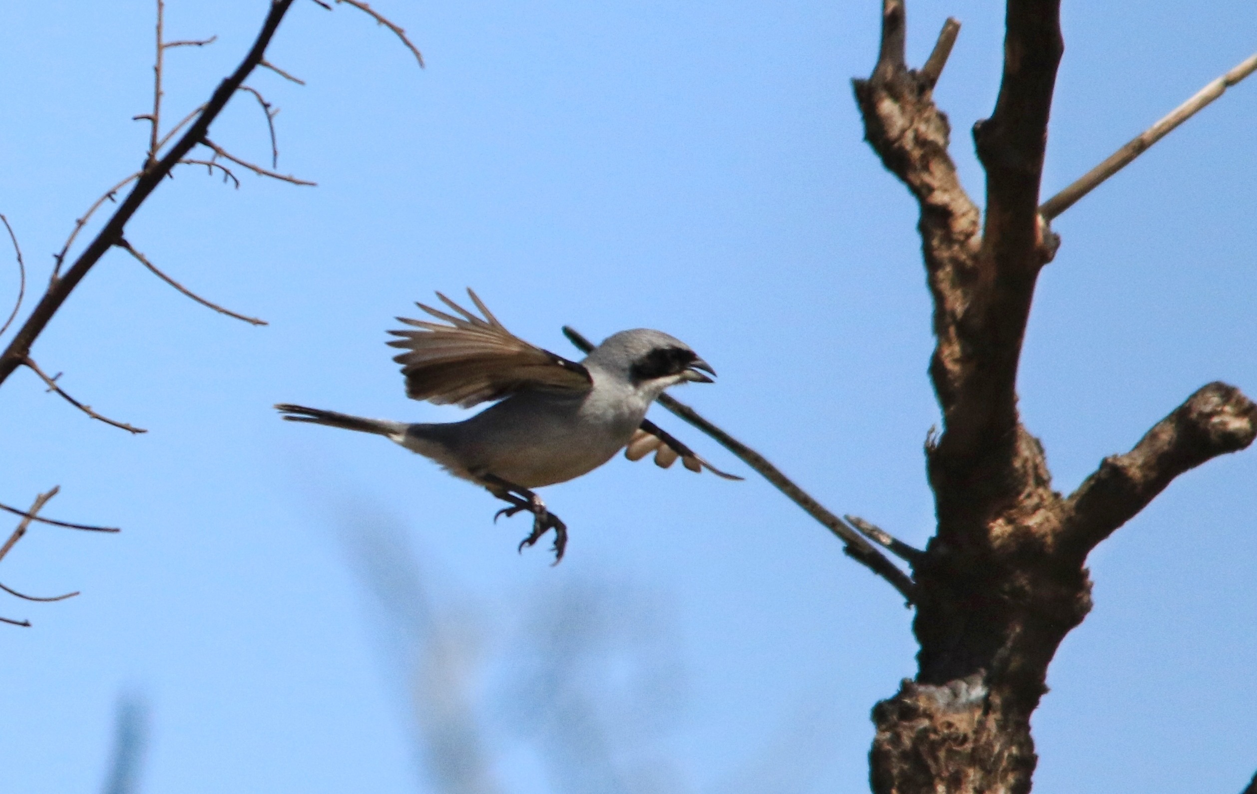 Shrike-like Tanager