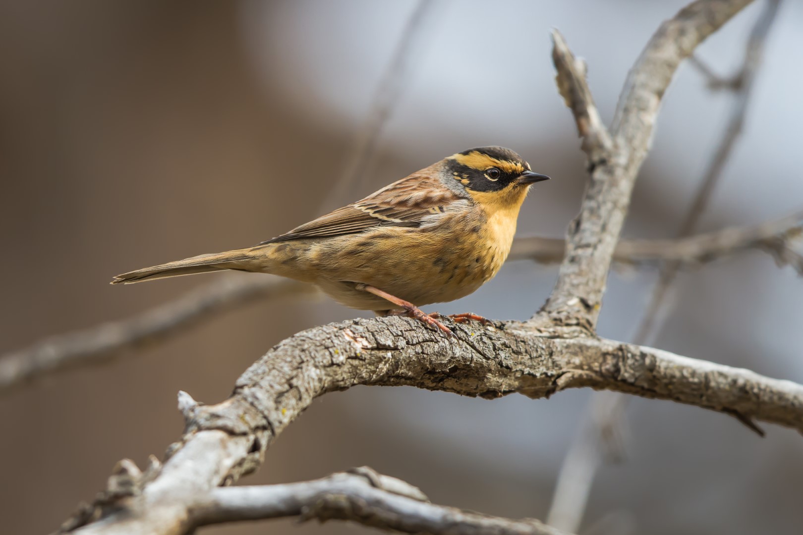 Siberian Accentor