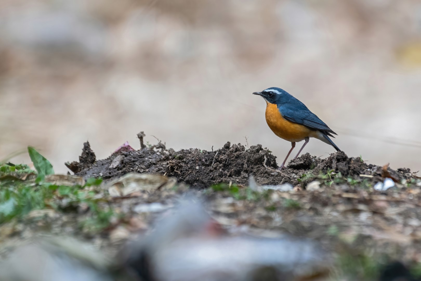 Siberian Blue Robin