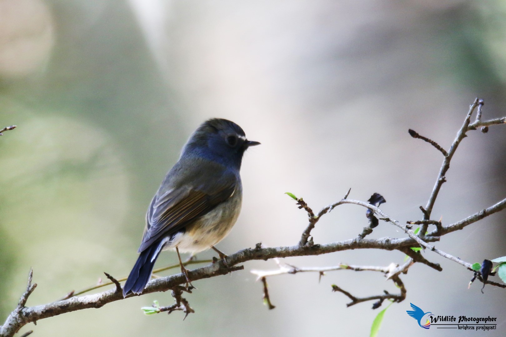 Siberian blue robin