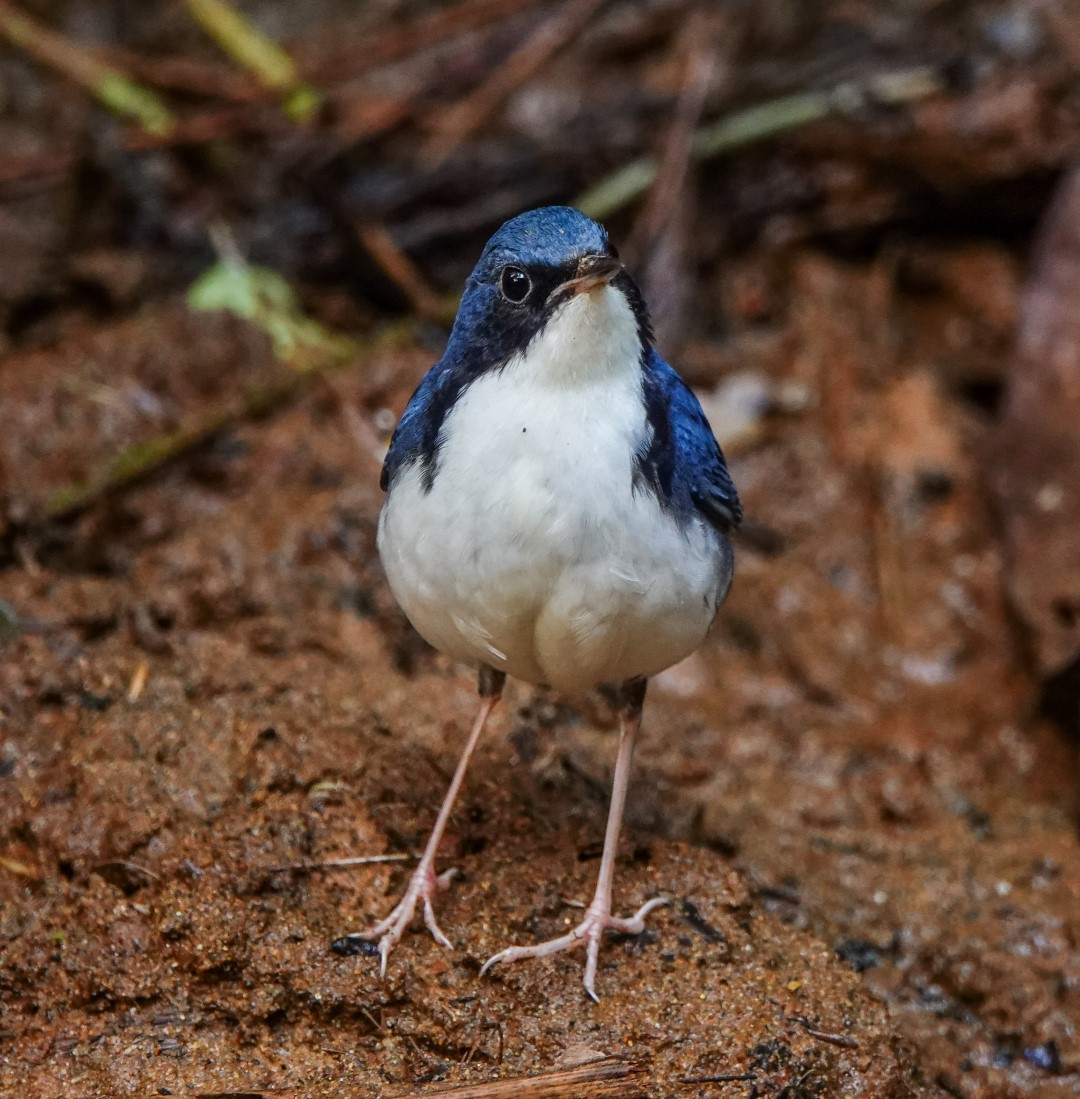 Siberian Blue Robin