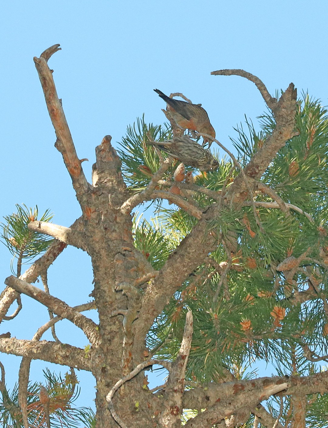 Siberian Crossbill