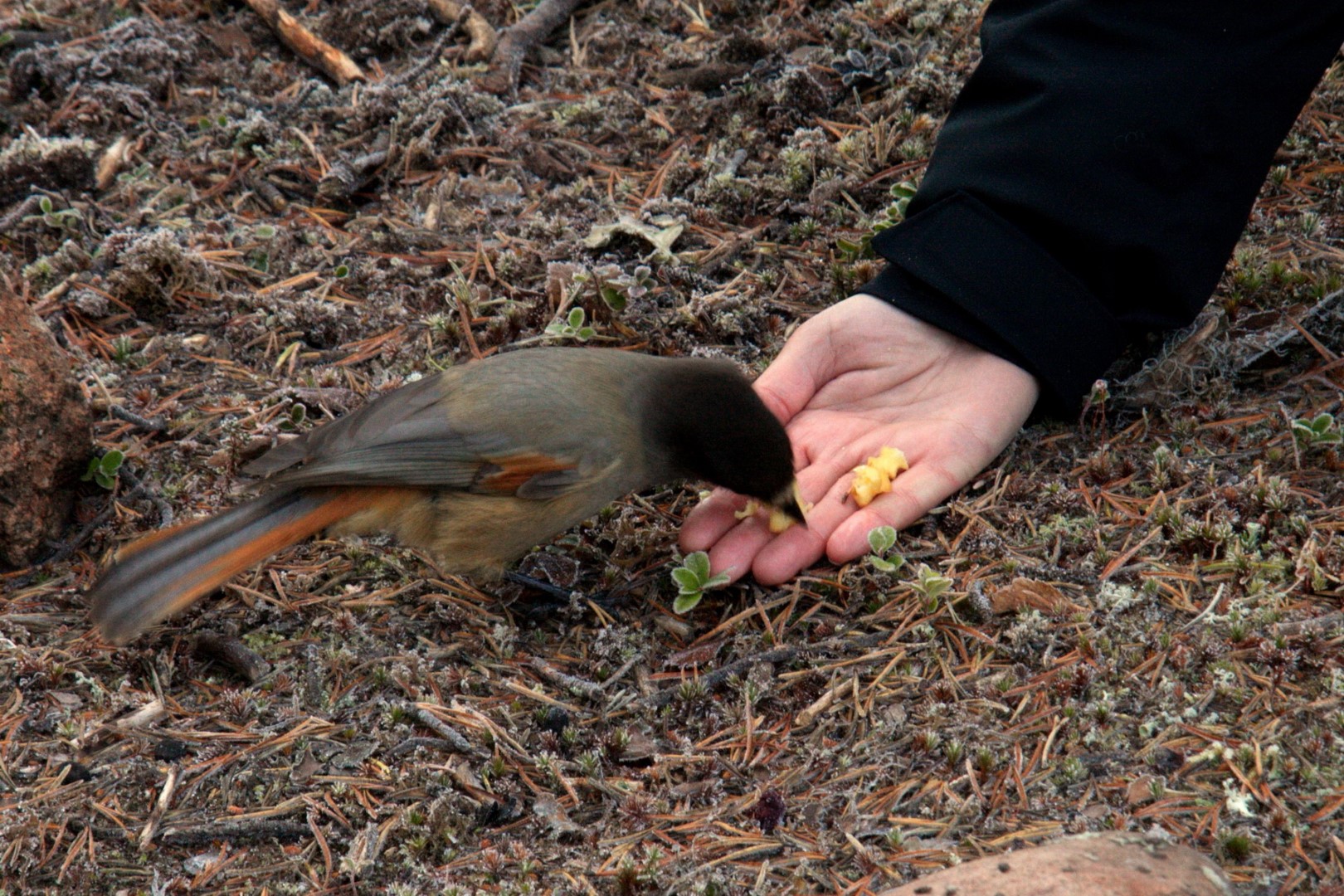 Siberian Jay