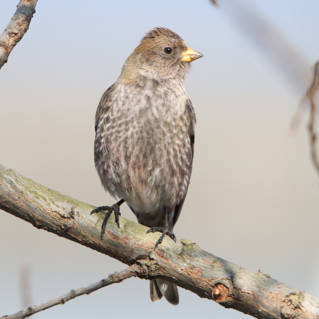 Siberian Rosy Finch