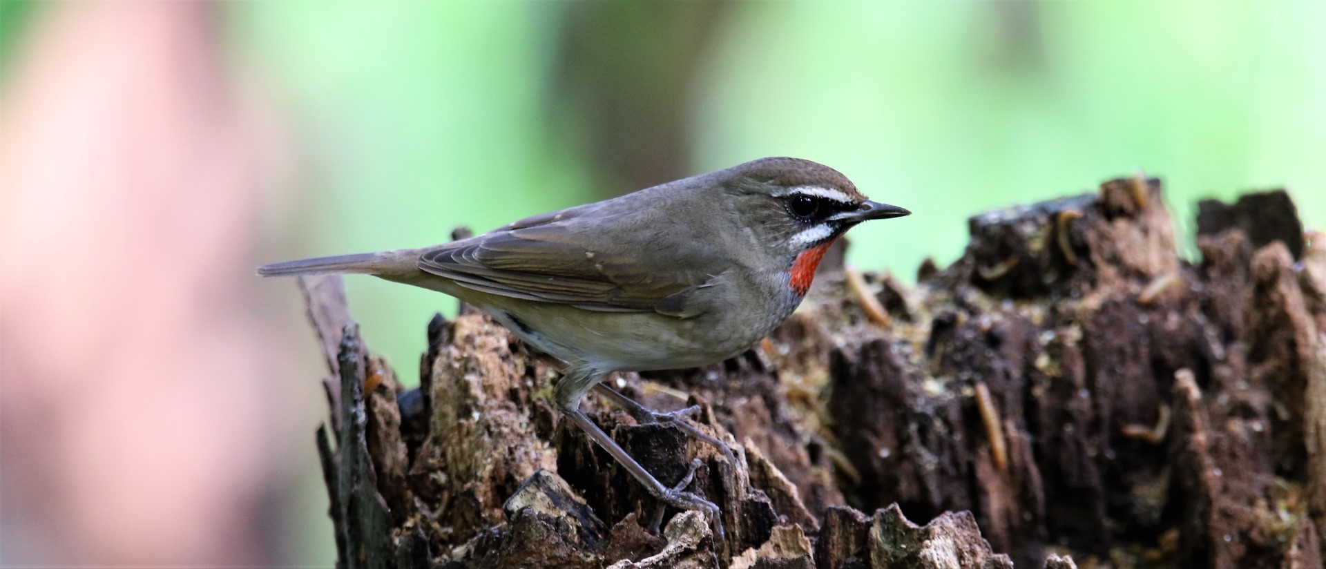 Siberian Rubythroat