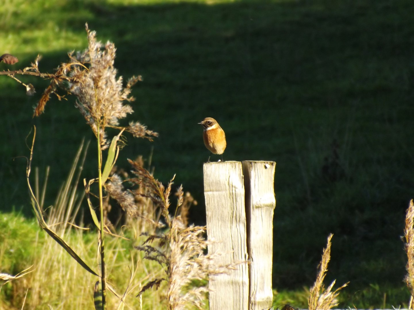 Siberian Stonechat