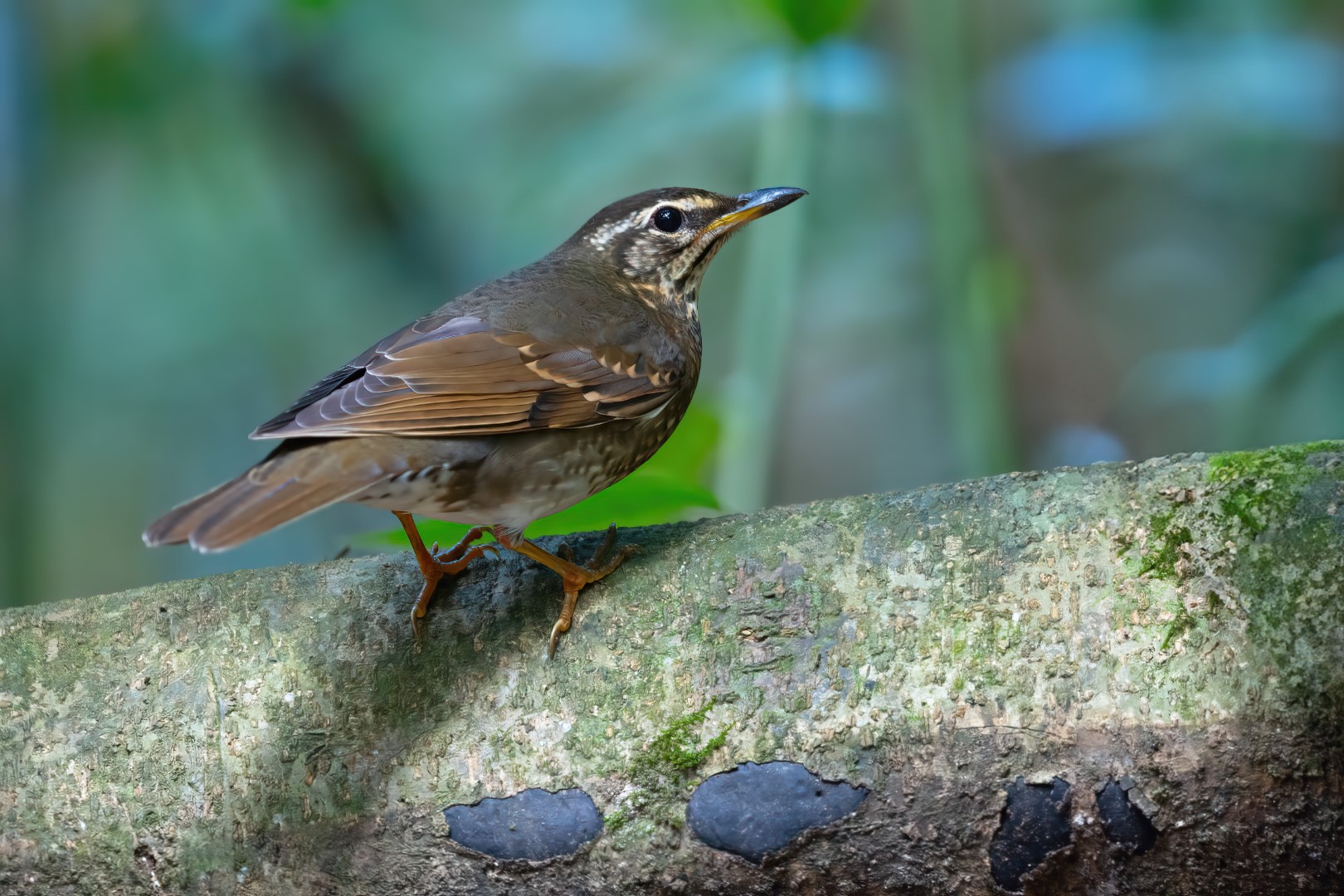 Siberian Thrush