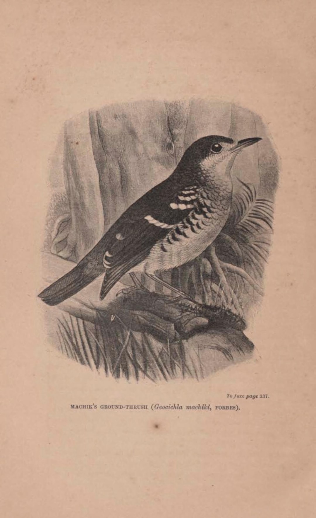 Sichuan Forest Thrush