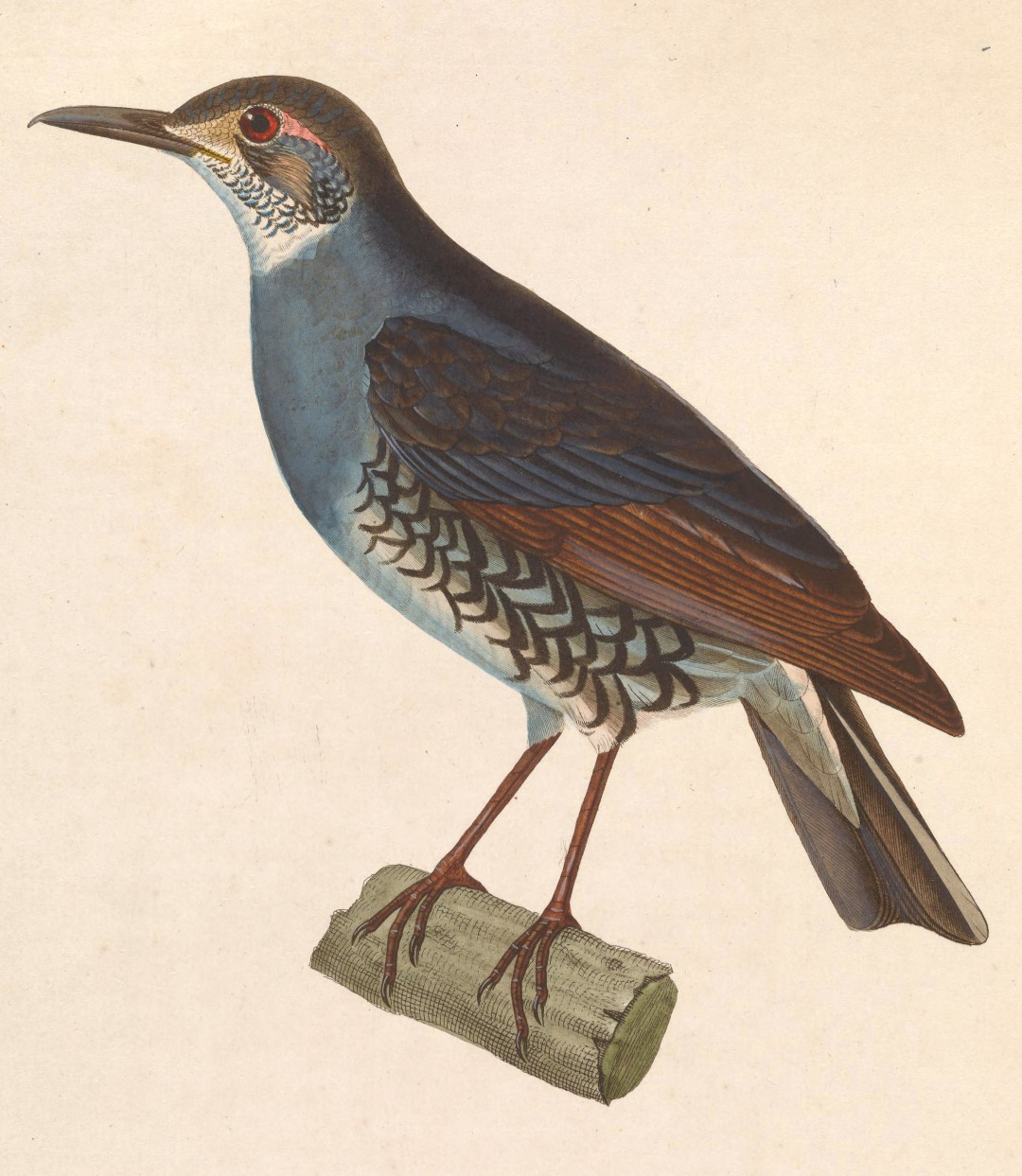 Sichuan Forest Thrush