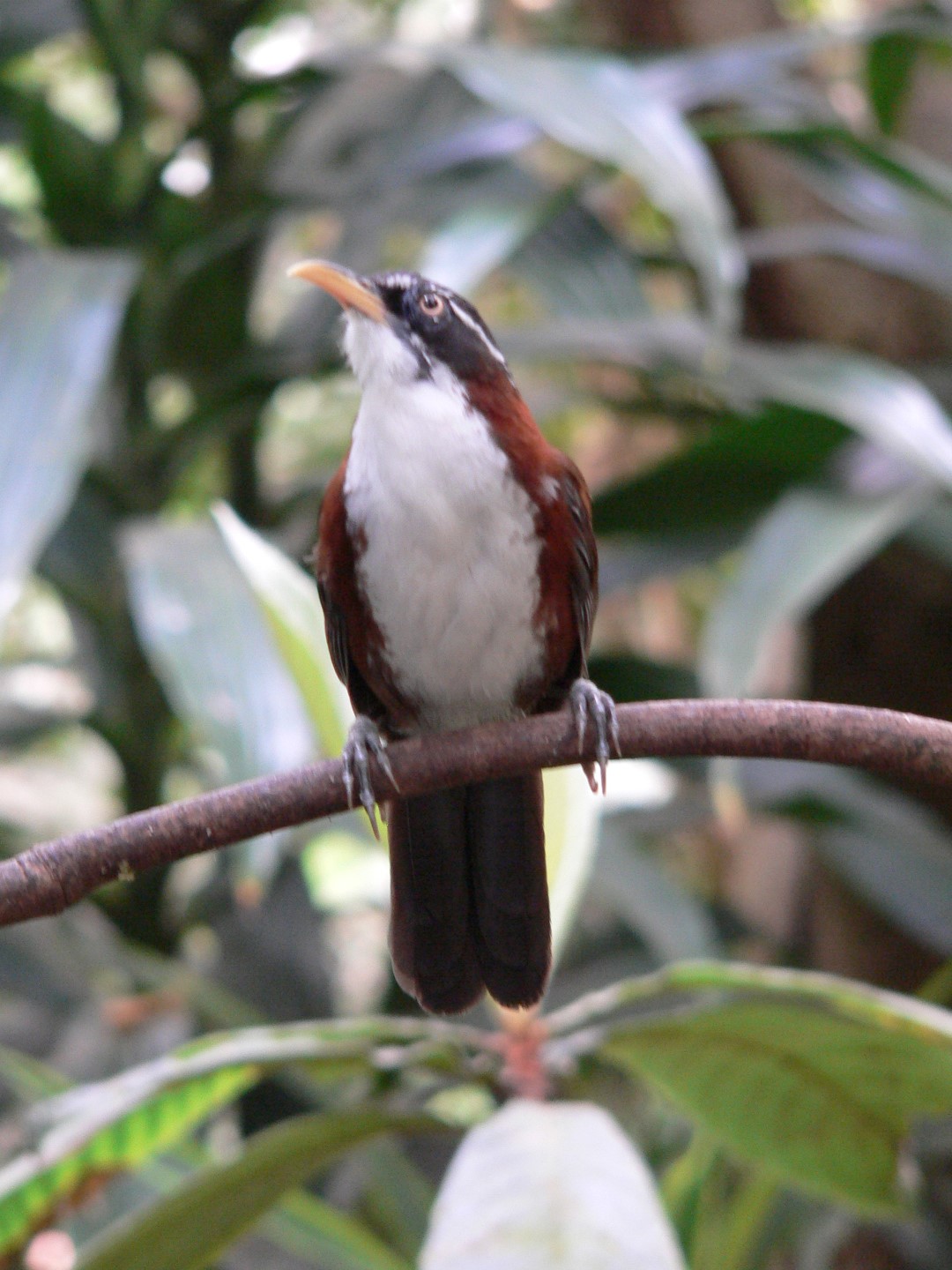 Sichuan Hill Partridge
